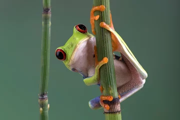 Gordijnen Red-eyed tree frog on bamboo tree © DS light photography