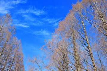 東京都 水元公園のメタセコイア並木と青空