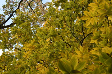 Green Autumn leaves