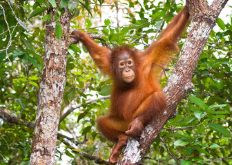 Young orangutan in tree - obrazy, fototapety, plakaty