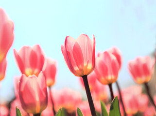 Tulips in The Sunshine	