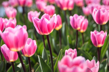 Fototapeta na wymiar Tulips in The Sunshine 