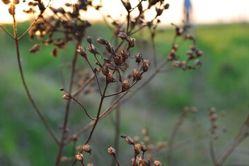 flowers in the forest