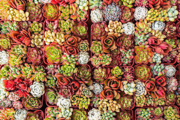 Obraz na płótnie Canvas Miniature succulent plants (succulent cactus) at the garden