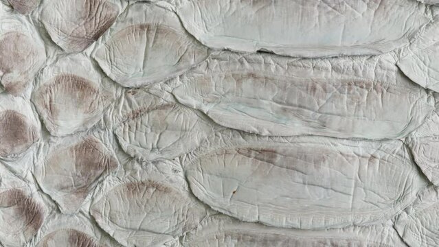 White snake leather close-up, production of handmade accessories made of genuine or artificial animal python skin. Hide material on workplace, quality control.