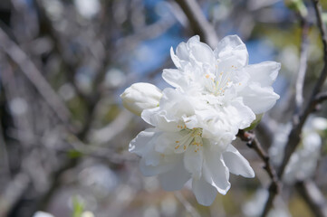 純白の桜をクローズアップ	