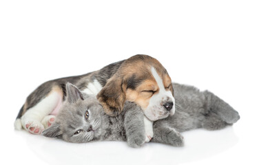 Beagle puppy sleeps with young kitten. isolated on white background
