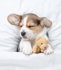 Cozy Beagle puppy sleeps under warm blanket on a bed at home and hugs favorite toy bear. Top down view
