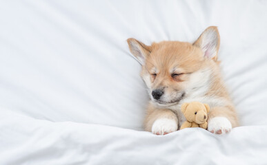 Fototapeta na wymiar Cute Welsh Corgi puppy sleeps under warm blanket on a bed at home and hugs toy bear. Top down view. Empty space for text
