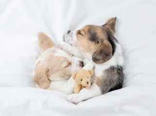 Two cute Beagle puppies sleep  together with toy bear under a white blanket on a bed at home. Top down view
