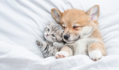 Cozy Pembroke Welsh corgi puppy lying with tiny tabby fold kitten under white warm blanket on a bed at home. Top down view