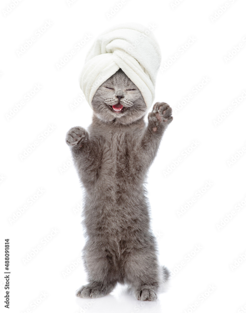 Poster happy kitten with towel on it head stands on hind legs and looks at camera. isolated on white backgr