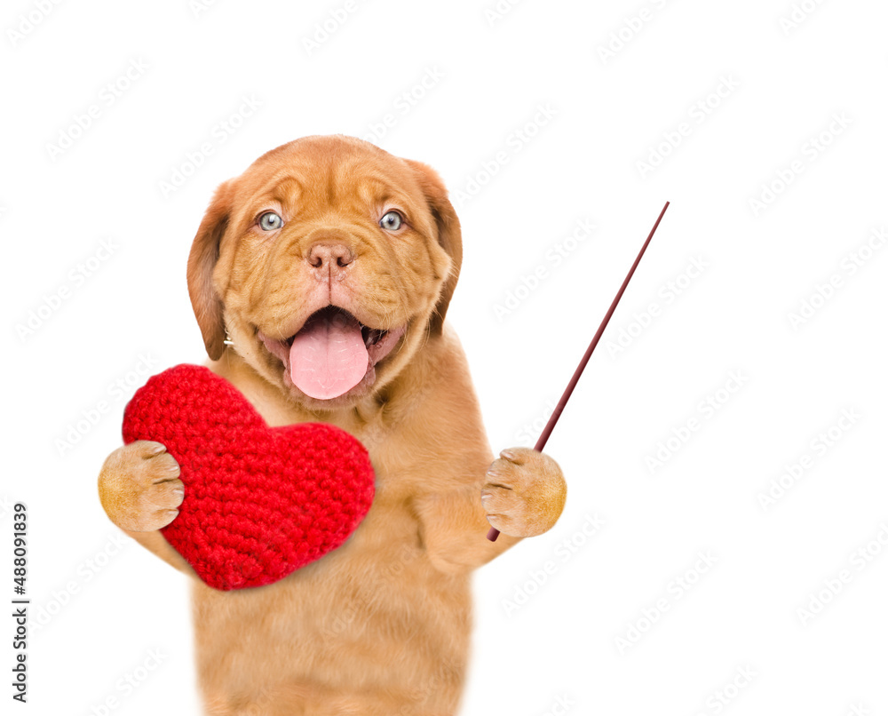 Poster happy mastiff puppy holds heart and points away on empty space. isolated on white background