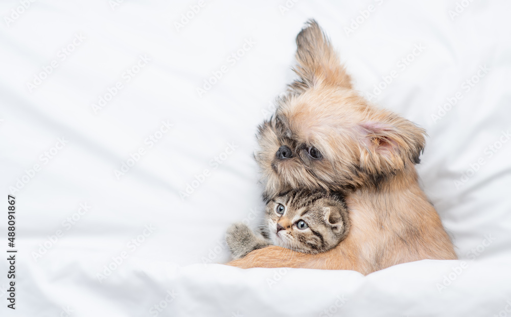 Aufkleber friendly brussels griffon puppy hugs tiny tabby fold kitten under white warm blanket on a bed at hom