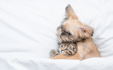 Friendly Brussels Griffon puppy hugs tiny tabby fold kitten under white warm blanket on a bed at home. Top down view. Empty space for text