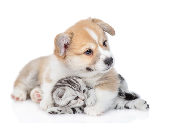 Friendly Pembroke welsh corgi puppy embraces tiny kitten. isolated on white background