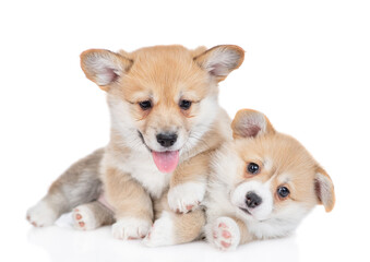 Two playful Pembroke Welsh Corgi puppies look at camera together. isolated on white background