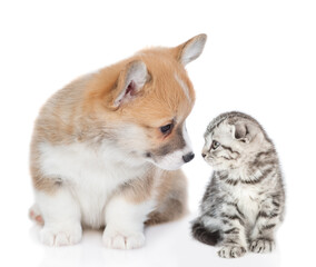 Cute Pembroke welsh corgi puppy and tiny kitten look at each other . Isolated on white background