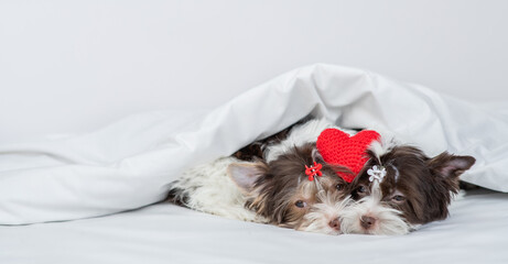 Two cute biewer yorkshire terrier puppies lying with red heart  together under a white blanket on a bed at home. Empty space for text