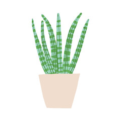 Indoor potted snake plant cylindrical illustration