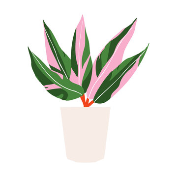 Indoor potted plant tricolor stromanthe illustration