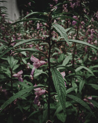 pink and white flowers