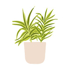 Indoor potted plant dracaena song of india illustration