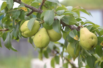 Group of ripe healthy yellow and green pears growing on the branch of a pear tree, in a genuine organic orchard