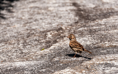 Vesper Sparrow (Pooecetes gramineus) on a rock.
