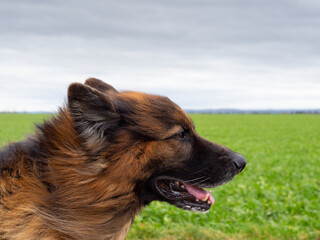 Schäferhund bekommt Wind ins Gesicht.