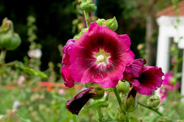Fototapeta premium Macro photo beautiful pink Alcea flower in Thailand
