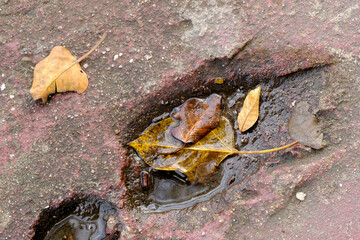 Dry leaves on strret walk for background and abstract