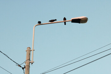 A view of three black birds sitting on the street light against the blue sky