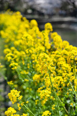 Rape blossoms