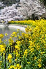 Rape blossoms