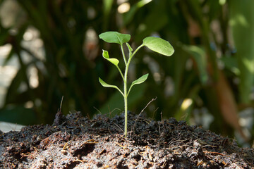Sun shine on Young green plant growing from mound of soil on blur green background.