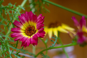 flower of a flower