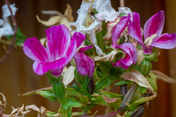 purple crocus flowers