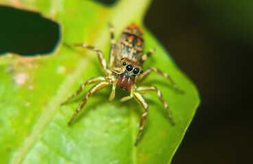 Selective focus shot of a uniquely patterned Jumping Spider, which is looking forward from above the leaves