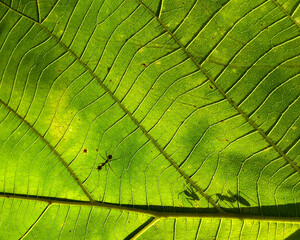 Green leaf texture close up macro