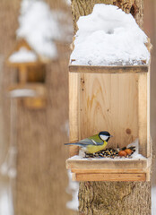 A tit in a bird feeder.