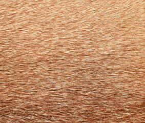 Full frame brown fur textures and textures for design,horse,cow hair.