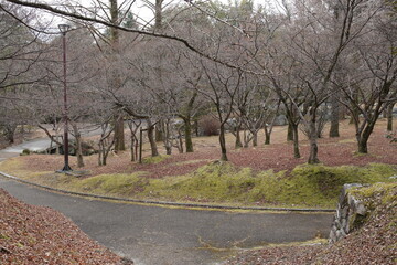 Obraz premium 冬の公園