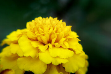 yellow dahlia flower
