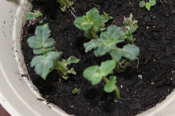 seedlings in a greenhouse