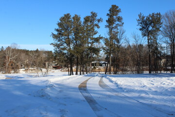 winter landscape with trees