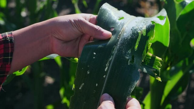 Asian female farmer inspects corn leaves in a field for insect pests. Many pests and diseases are detrimental to corn. close up