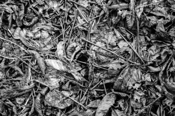 Fallen leaves and dry twigs on the ground. View from above.