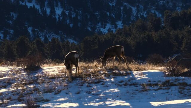 Peaceful group of deer grazing on snowy field in sunrise