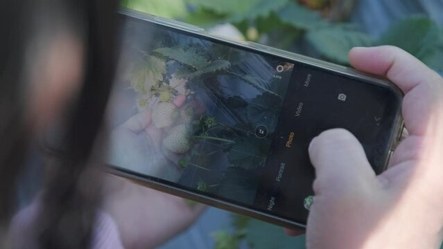 A female tourist takes a photo of strawberries with a smartphone in an organic garden. focus on the phone screen